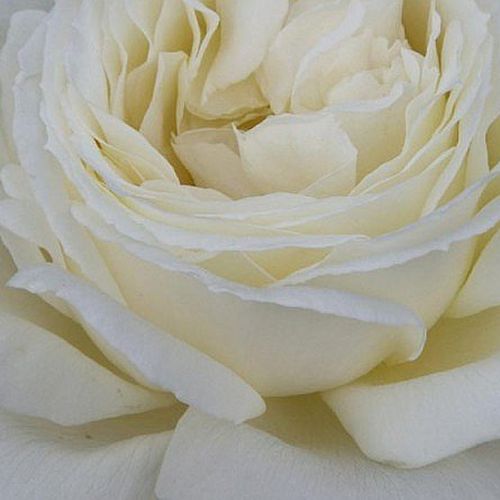 Rosa Jeanne Moreau® - rosa de fragancia intensa - Árbol de Rosas Híbrido de Té - rosal de pie alto - blanco - Meilland International- forma de corona de tallo recto - Rosal de árbol con forma de flor típico de las rosas de corte clásico.